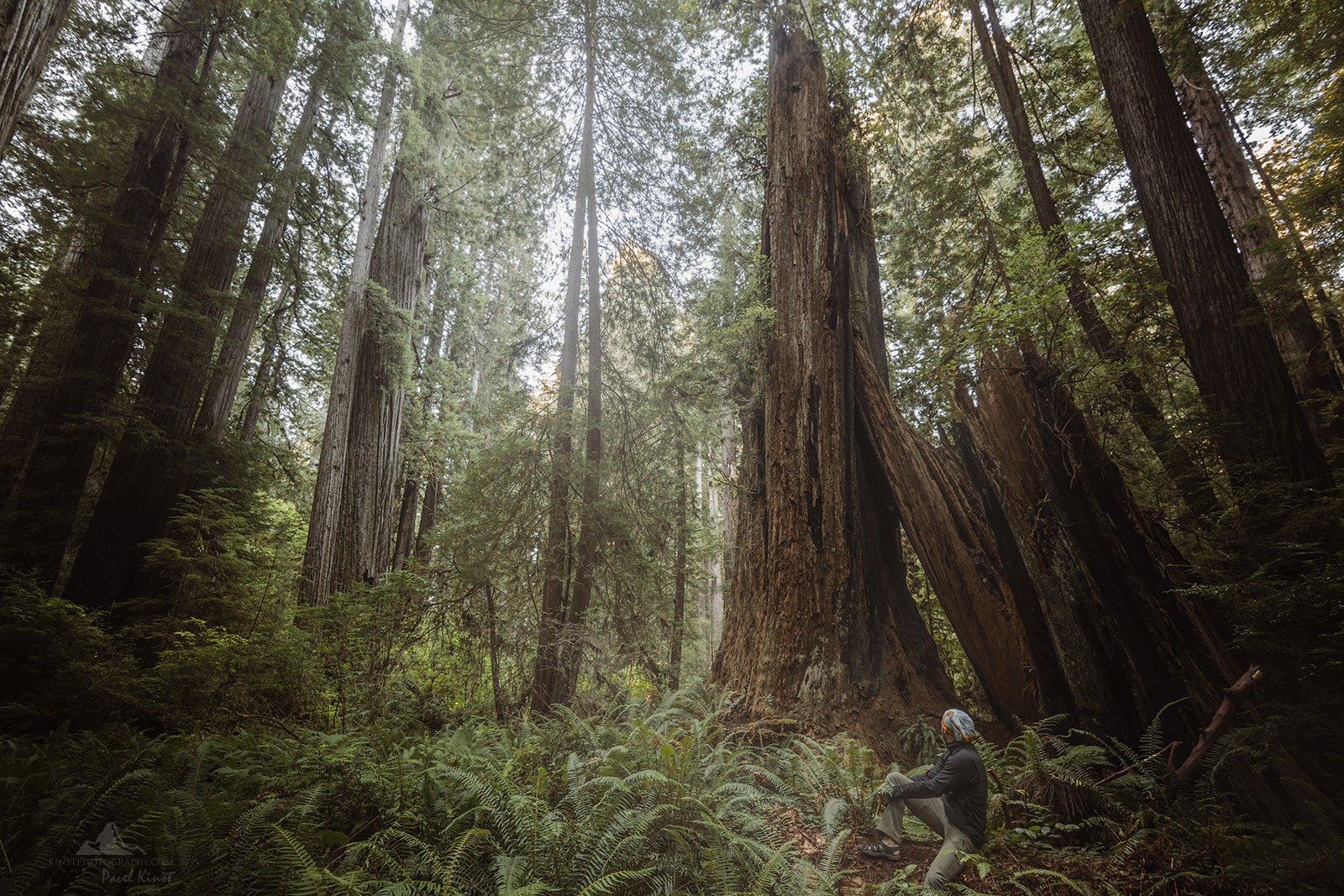 Setkání s Giganty v Redwoodském národním parku - Giants in Redwood NP